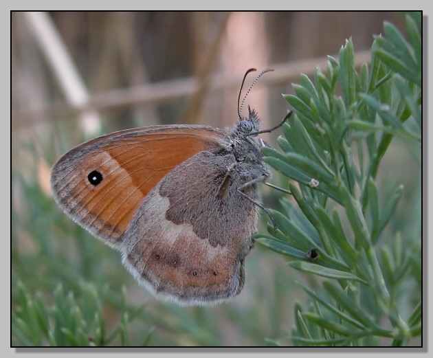 Coenonympha pamphilus